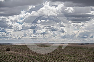 Agricultural Inland in Spring in WA