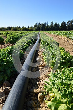 Agricultural irrigation and green lettuce