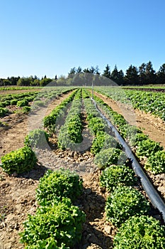 Agricultural irrigation and green lettuce