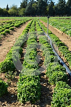 Agricultural irrigation and green lettuce