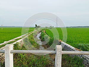 Agricultural irrigation for paddy field with a big electrical tower behind