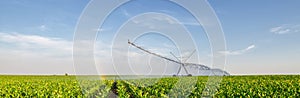 Agricultural irrigation system watering corn field in summer