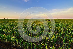 Agricultural irrigation system watering corn field in summer