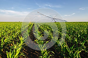 Agricultural irrigation system watering corn field on sunny summer day