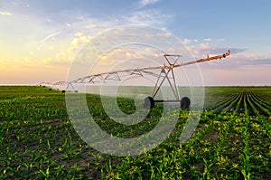 Agricultural irrigation system watering corn field on sunny summer day