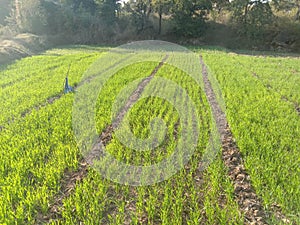 Agricultural of Jharkhand in India