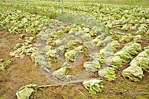 Agricultural land affected by flooding. Flooded field