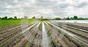 Agricultural land affected by flooding. Flooded field. The consequences of rain. Agriculture and farming. Natural disaster and