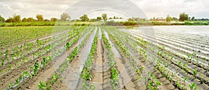 Agricultural land affected by flooding. Flooded field. The consequences of rain. Agriculture and farming. Natural disaster and