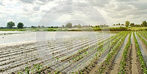 Agricultural land affected by flooding. Flooded field. The consequences of rain. Agriculture and farming. Natural disaster and