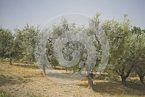 Agricultural land cultivation of olive trees