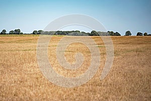 Agricultural land with deer stand.