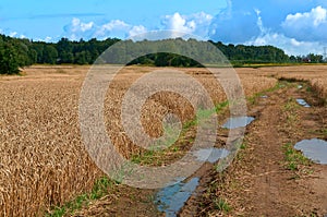 Agricultural land, fields planted with wheat, wet dirt road with puddles in the field