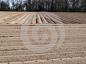 Agricultural land in Germany, prepared for the cultivation of asparagus photo