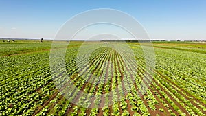 Agricultural land with green crops cabbage.