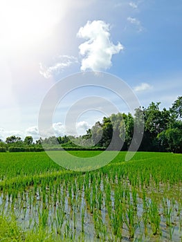 agricultural land that is so green and fertile in the countryside