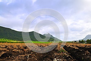 Agricultural Land at Mauritius
