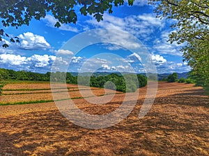 Agricultural land. Meadow. Horizon. Cereal production.