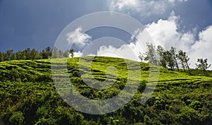 Agricultural land in Nilgiris near Ooty