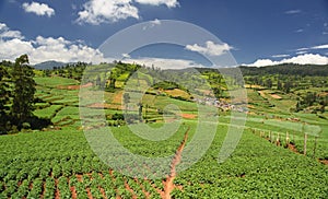 Agricultural land in Nilgiris near Ooty photo