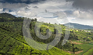 Agricultural land in Nilgiris near Ooty photo