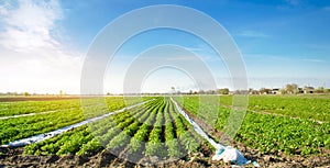 Agricultural land with potato plantations. Growing organic vegetables in the field. Vegetable rows. Agriculture. Farming.