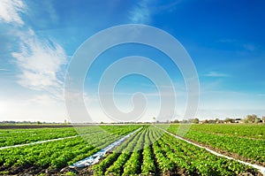 Agricultural land with potato plantations. Growing organic vegetables in the field. Vegetable rows. Agriculture. Farming.