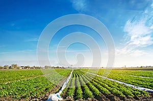 Agricultural land with potato plantations. Growing organic vegetables in the field. Vegetable rows. Agriculture. Farming.