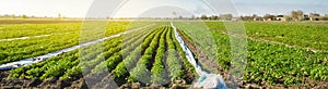 Agricultural land with potato plantations. Growing organic vegetables in the field. Vegetable rows. Agriculture. Farming.