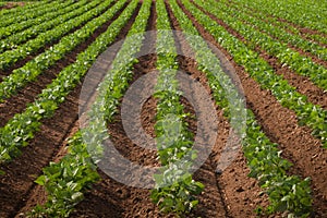 Agricultural land with row crops photo