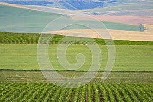 Agricultural land in Walla Walla, Washington wine country