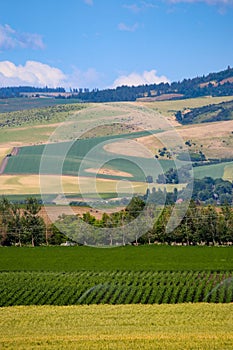 Agricultural land in Walla Walla, Washington wine country