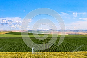 Agricultural land in Walla Walla, Washington wine country