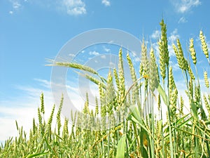 Agricultural landscape. photo