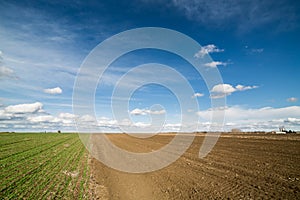 Agricultural landscape, arable crop field.