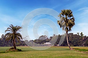 Agricultural landscape of Bangladesh. Narrow path behind palm trees. Farmer working in onion field