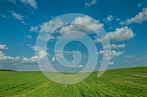 agricultural landscape. the beautiful green field under the blue cloudy sky. shoots of grain crops