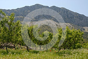 Agricultural landscape and Bernia mountain range, Alciante Province, Spain