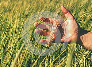 Agricultural landscape with big wheat field and lime tree