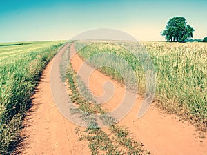 Agricultural landscape with big wheat field and lime tree