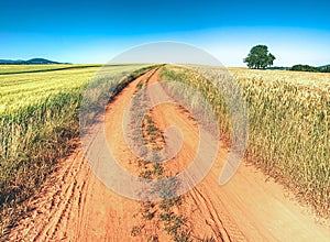 Agricultural landscape with big wheat field and lime tree