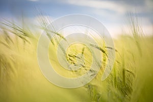 Agricultural landscape - Close-up background of growing wheat in the field
