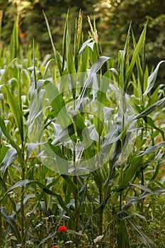 Agricultural landscape with corn plants maize with green leaves in small organic  farm field