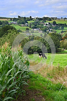 Agricultural landscape with cow in Belgium