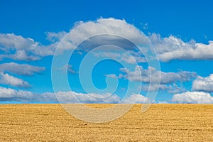 Agricultural landscape of Dutch yellow field after wheat harvest against blue sky