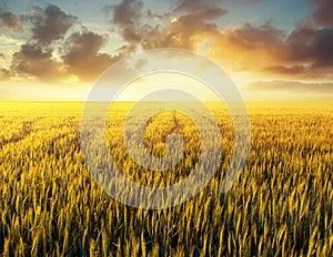 Agricultural landscape