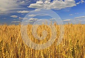 Industrial agricultural landscape with field ears ripe Golden wheat on a farm on a Sunny summer day against a clear clear blue sky