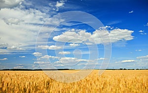Agricultural landscape with field ears of ripe Golden wheat on summer Sunny day on the background of a clear clear blue sky with