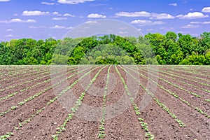 Agricultural landscape. A field with rows of young sunflower sprouts