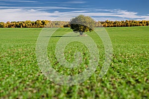 Agricultural landscape. Green field and lonely tree in sunny day